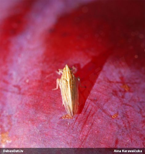 Piešcikāde Stenocranus sp.