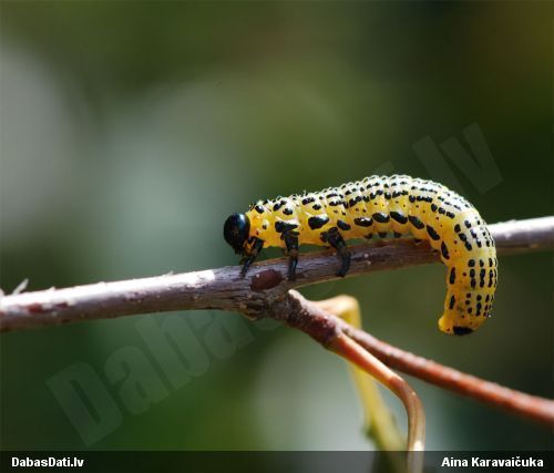 Koklapsene Arge pullata