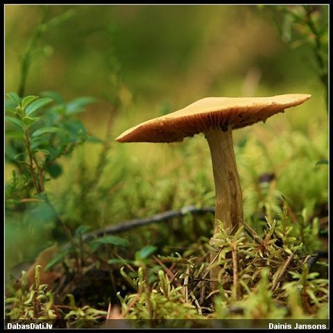 Tīmeklene Cortinarius sp.