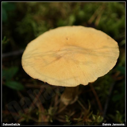 Tīmeklene Cortinarius sp.