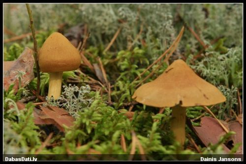 Tīmeklene Cortinarius sp.