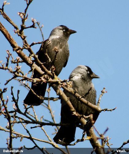 Kovārnis