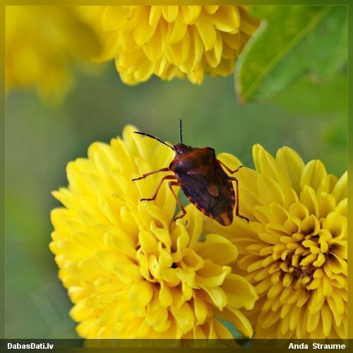 Vairogblakts Carpocoris purpureipennis