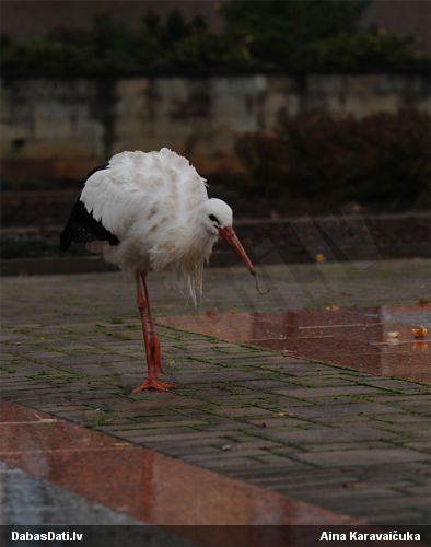 Baltais stārķis