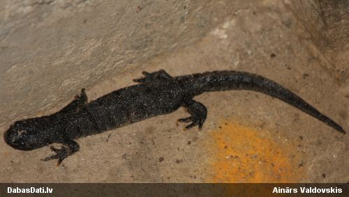 Lielais tritons