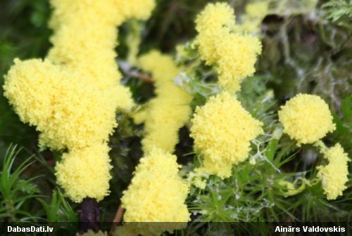 Dzeltenais ragansviests