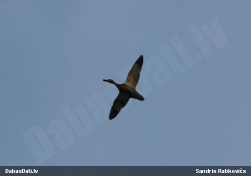 Platknābis