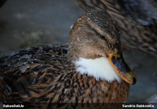 Meža pīle