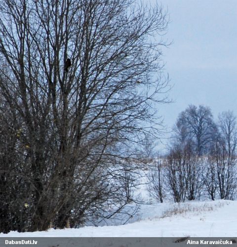 Peļu klijāns