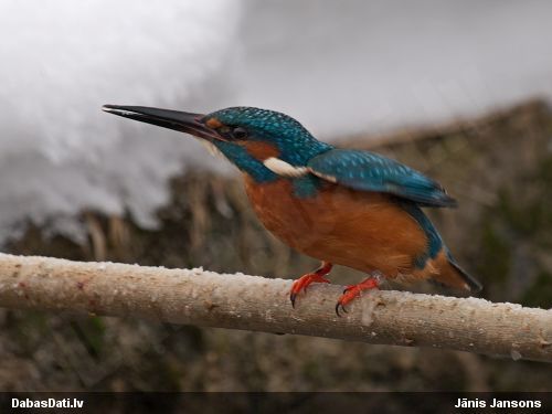 Zivju dzenītis