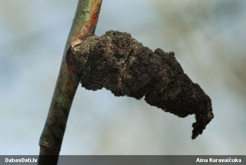 Agrobaktērija Agrobacterium tumefaciens