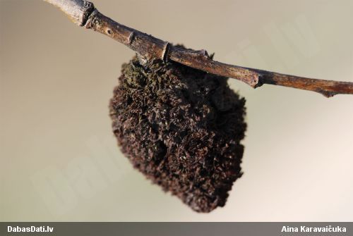 Agrobaktērija Agrobacterium tumefaciens
