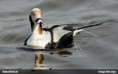 Kākaulis