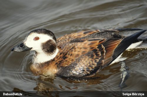 Kākaulis