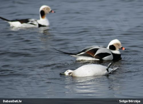 Kākaulis