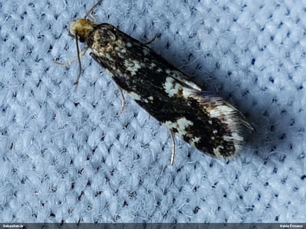 Kode Triaxomera fulvimitrella