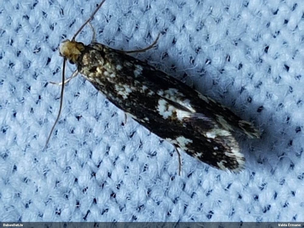 Kode Triaxomera fulvimitrella
