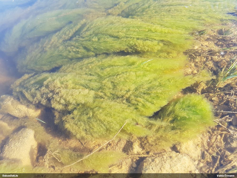 Kladofora (nenoteikta)