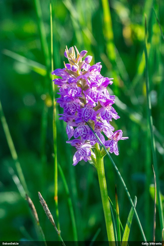 Baltic Marsh-orchid