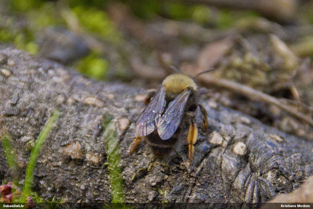 Smilšbite Andrena clarkella