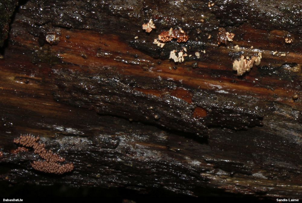 Sprodzīte (nenoteikta)