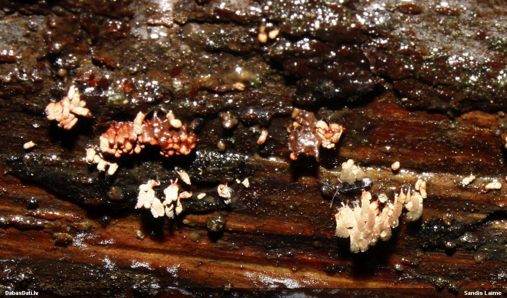 Sprodzīte (nenoteikta)