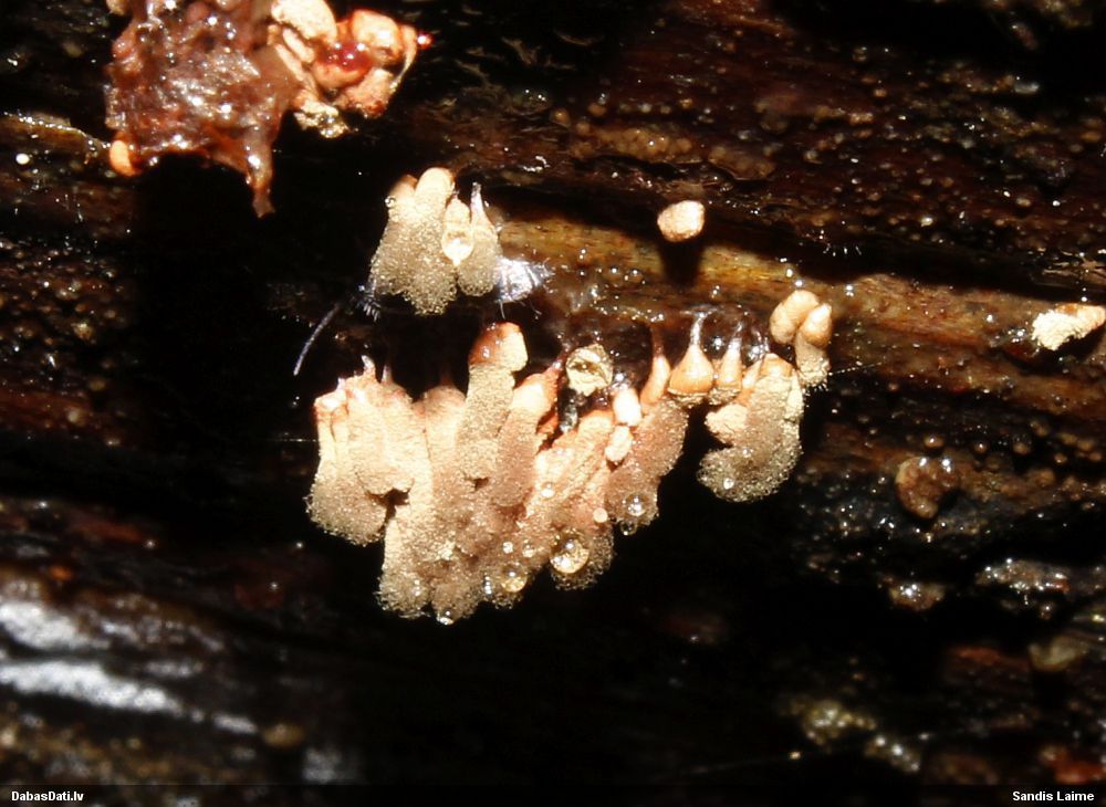 Sprodzīte (nenoteikta)