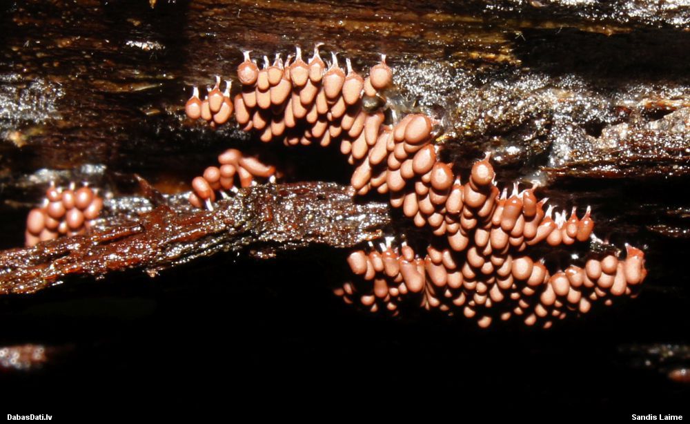 Sprodzīte (nenoteikta)