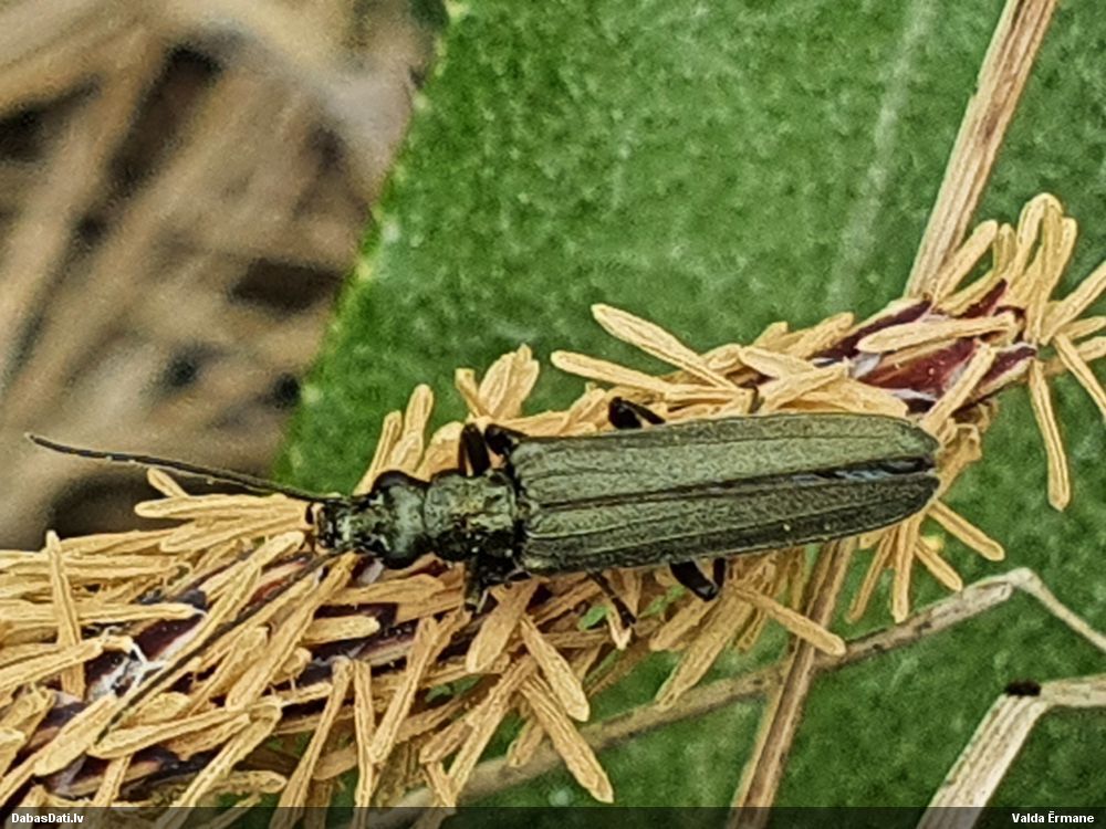 Māņkoksngrauzis Oedemera sp.