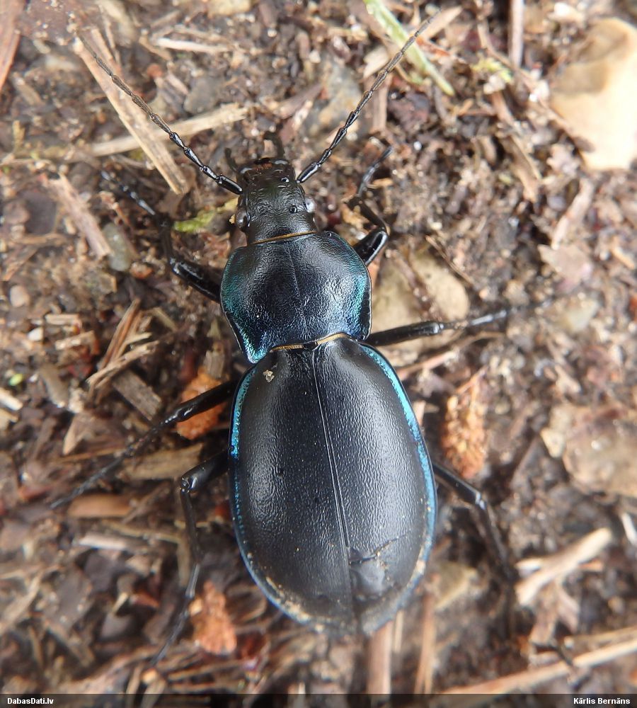 Skrejvabole Carabus glabratus