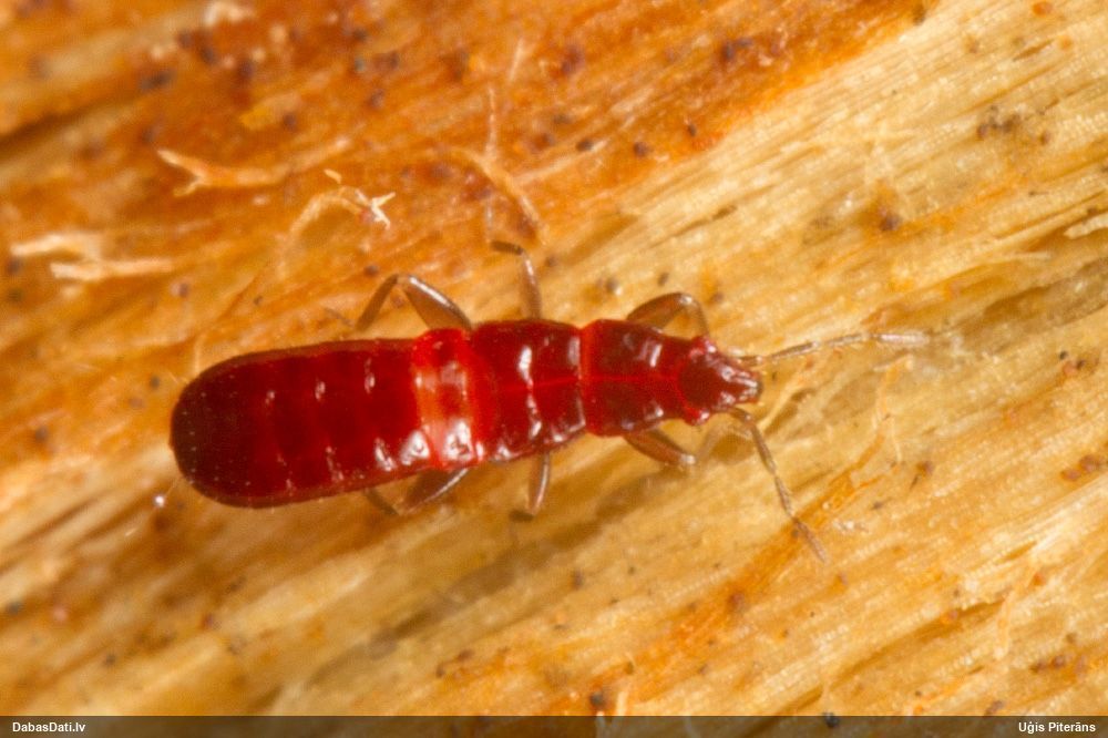 Koku laupītājblakts Scoloposcelis obscurella