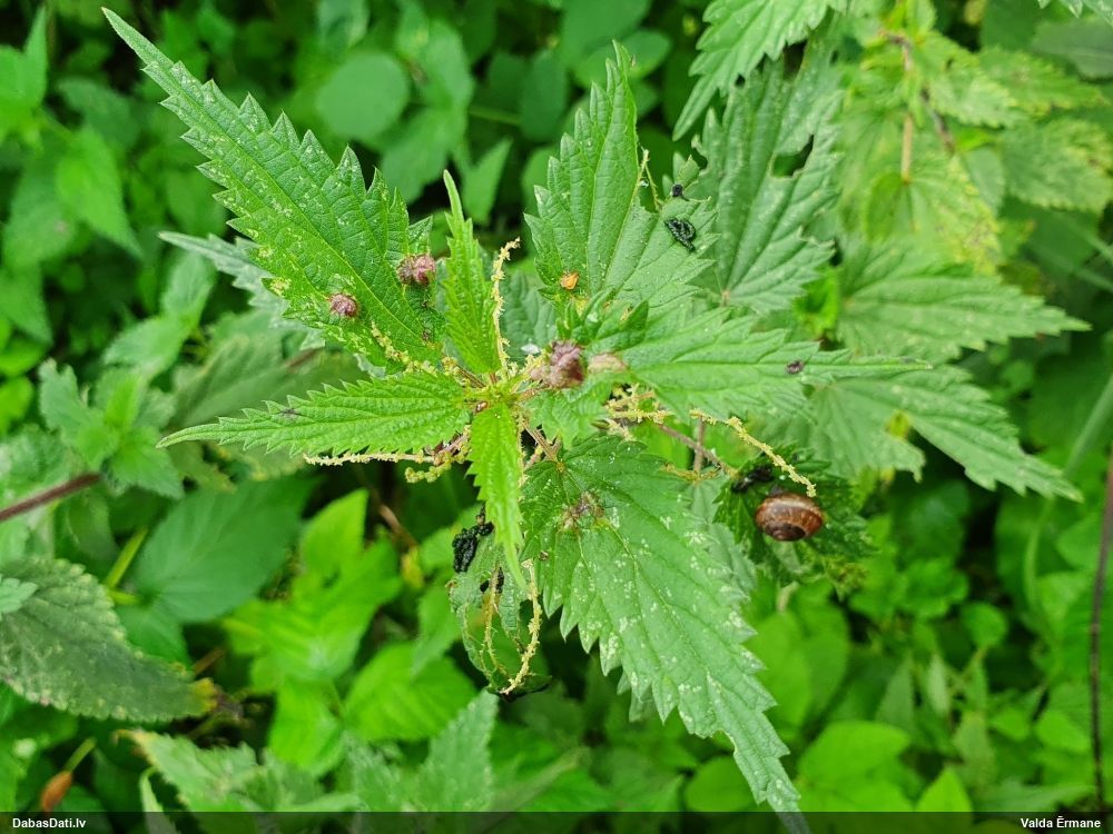 Pangodiņš Dasineura urticae