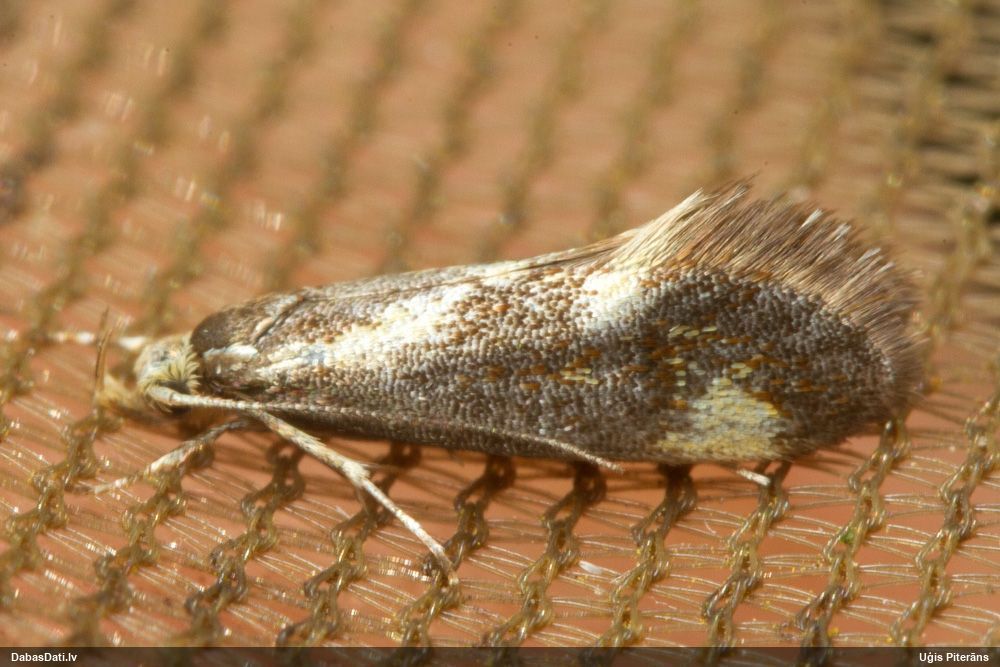 Plakankode Metalampra cinnamomea