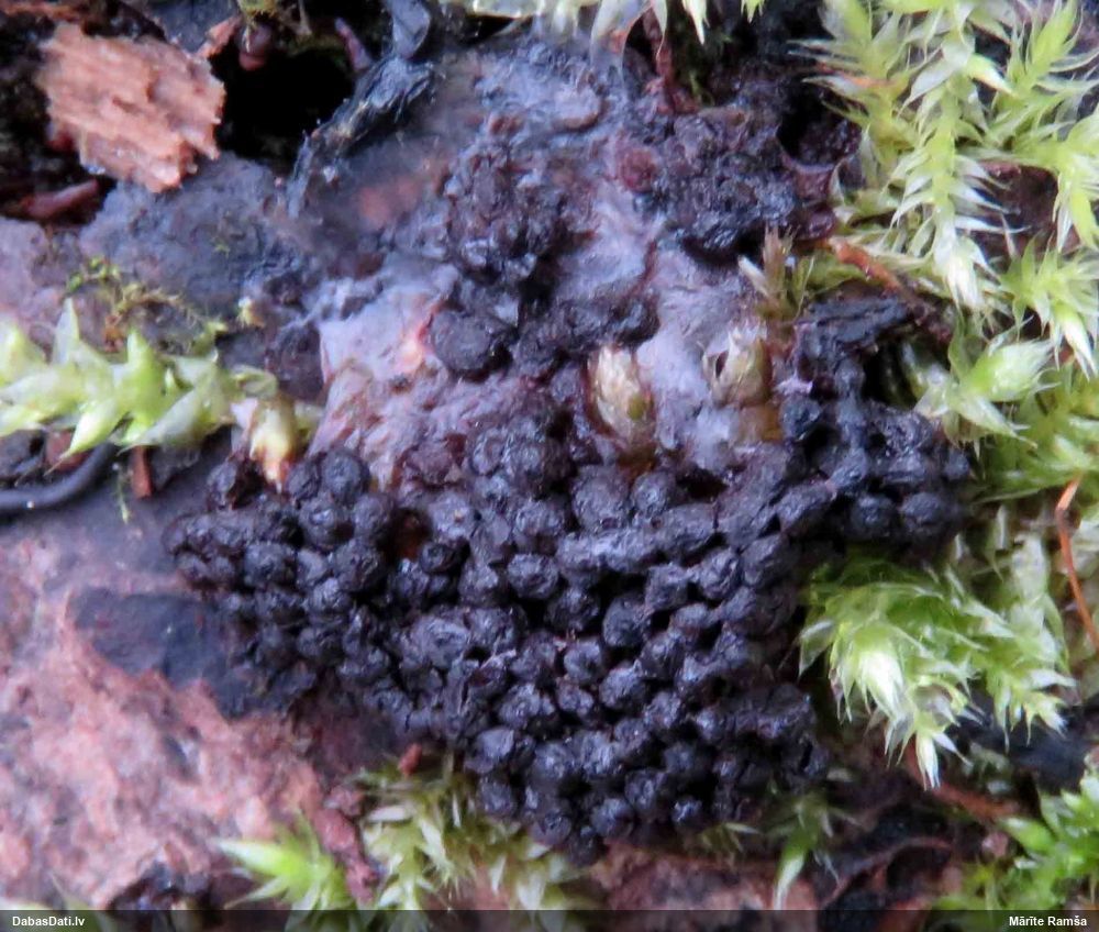 Cilindrīšu dzimtas gļotsēne (nenoteikta)