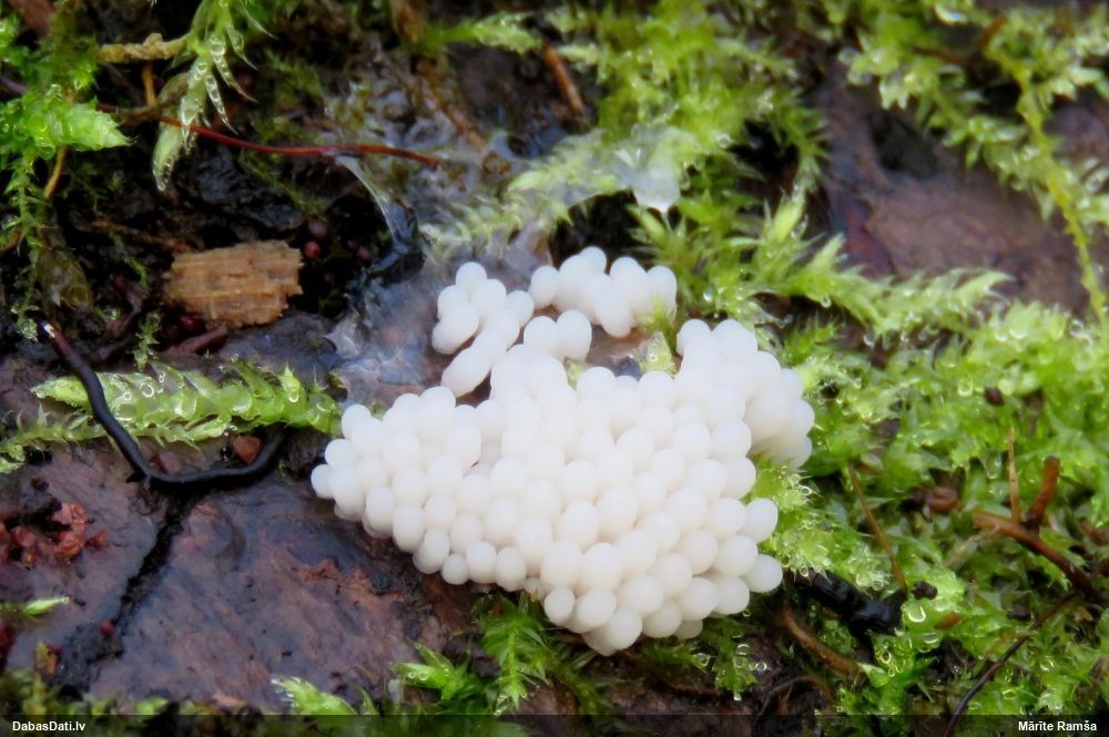 Cilindrīšu dzimtas gļotsēne (nenoteikta)