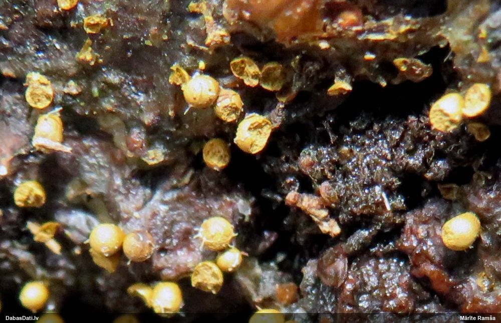 Pilienīte (nenoteikta)