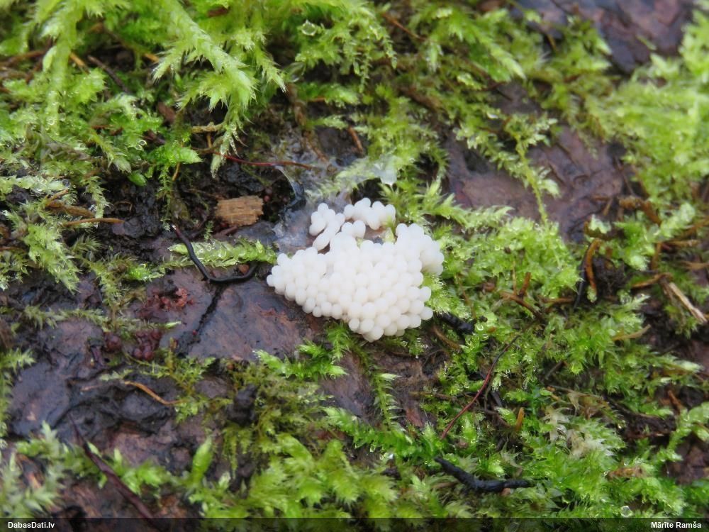 Cilindrīšu dzimtas gļotsēne (nenoteikta)