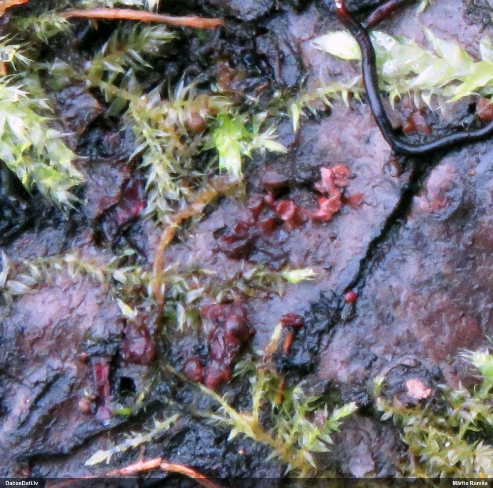 Cilindrīšu dzimtas gļotsēne (nenoteikta)