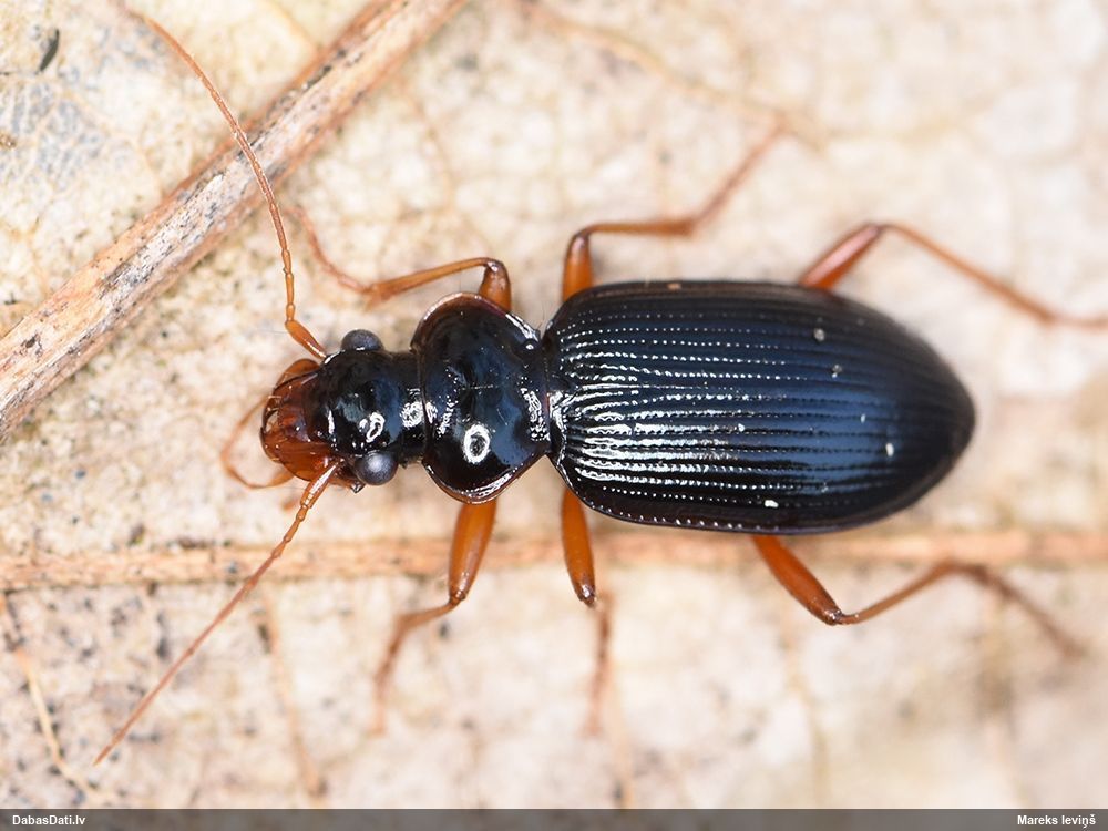 Skrejvabole Leistus rufomarginatus