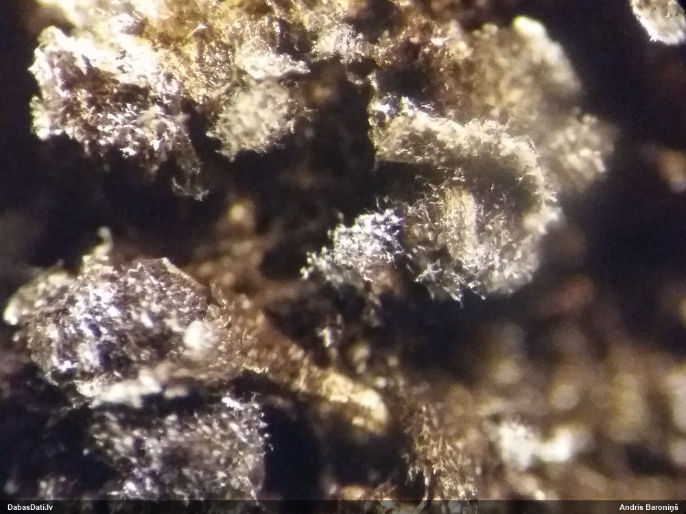 Pumpurīte (nenoteikta)