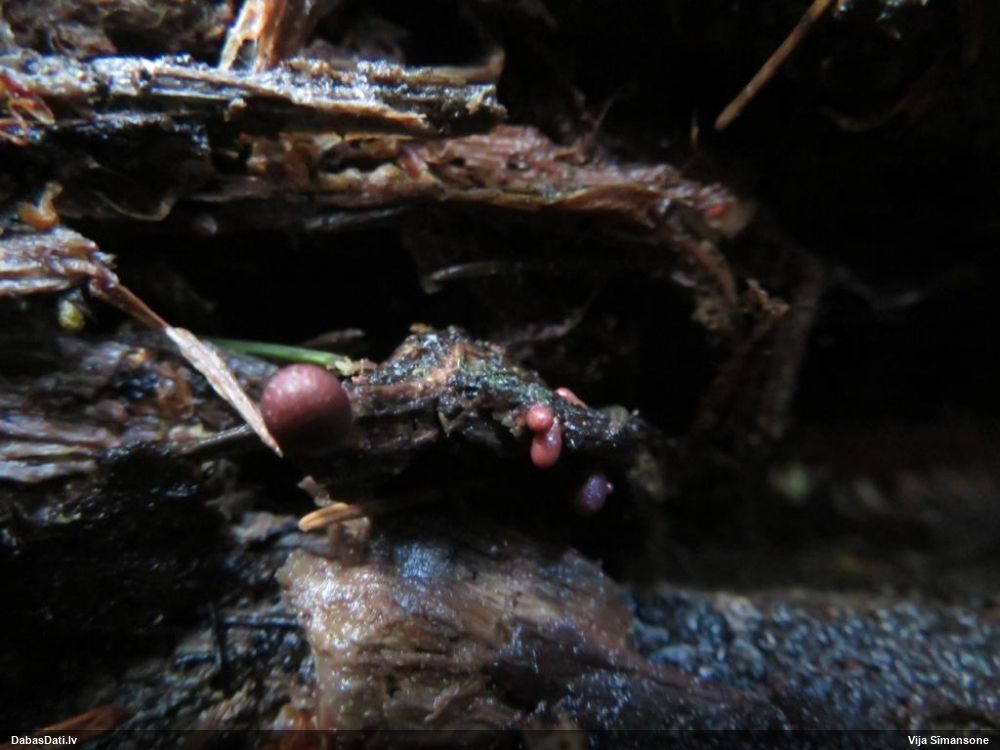 Apaļkoniskā vilkpienaine