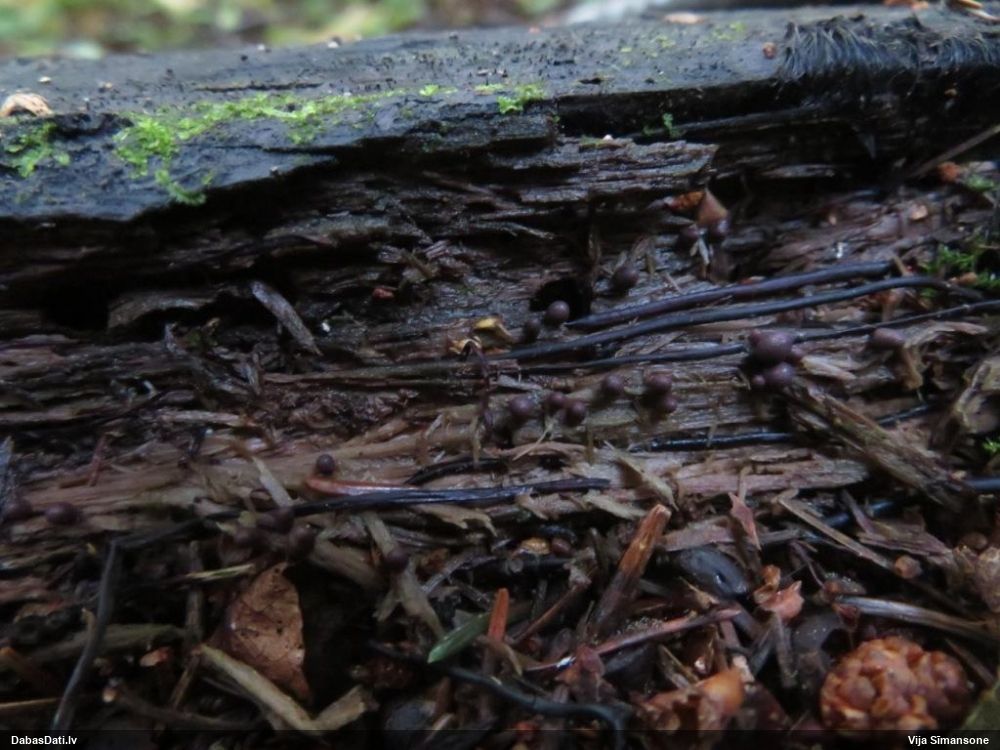 Apaļkoniskā vilkpienaine