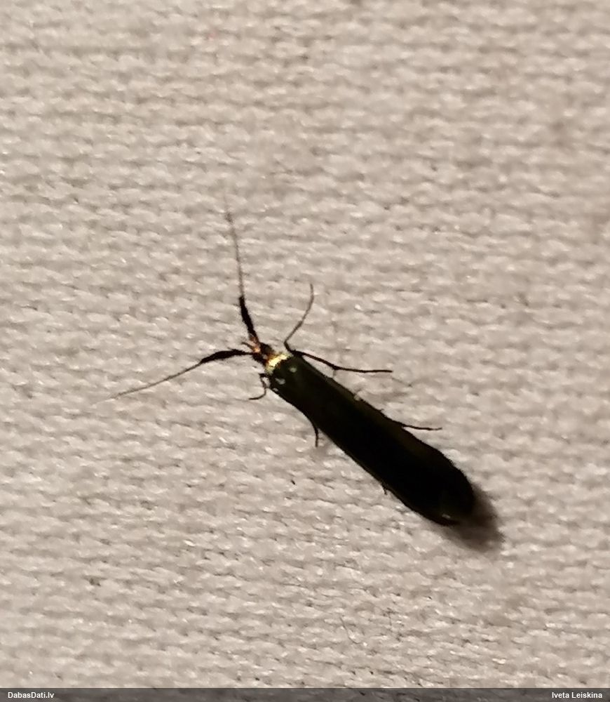 Makstkode Coleophora deauratella