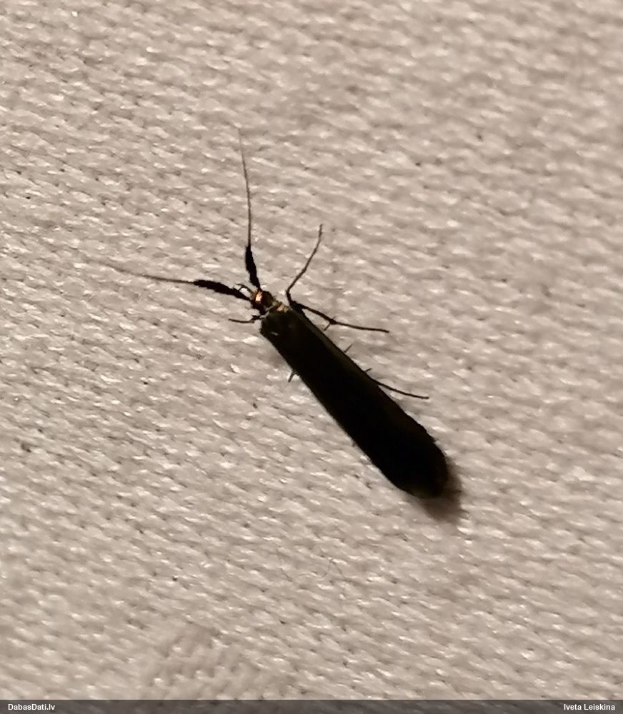 Makstkode Coleophora deauratella