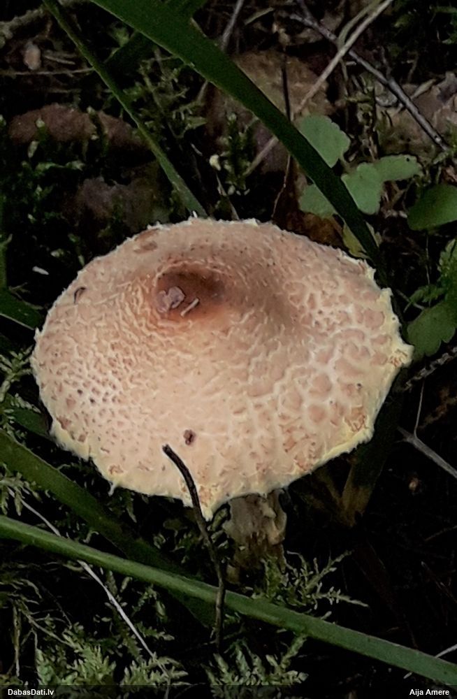 Shaggy-stalked Parasol