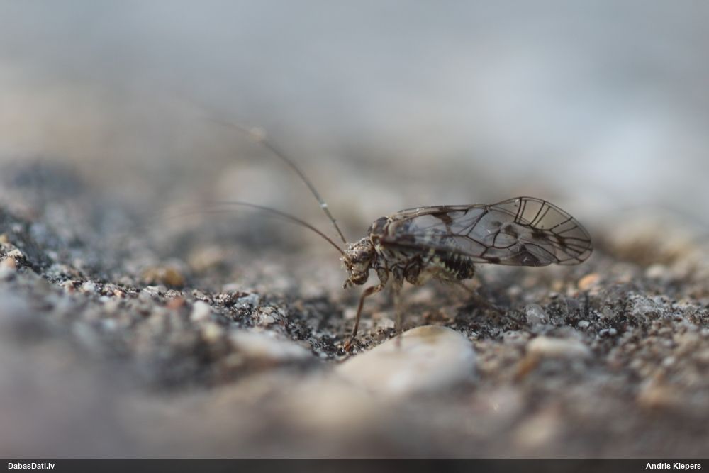 Ķērpjuts Psococerastis gibbosa