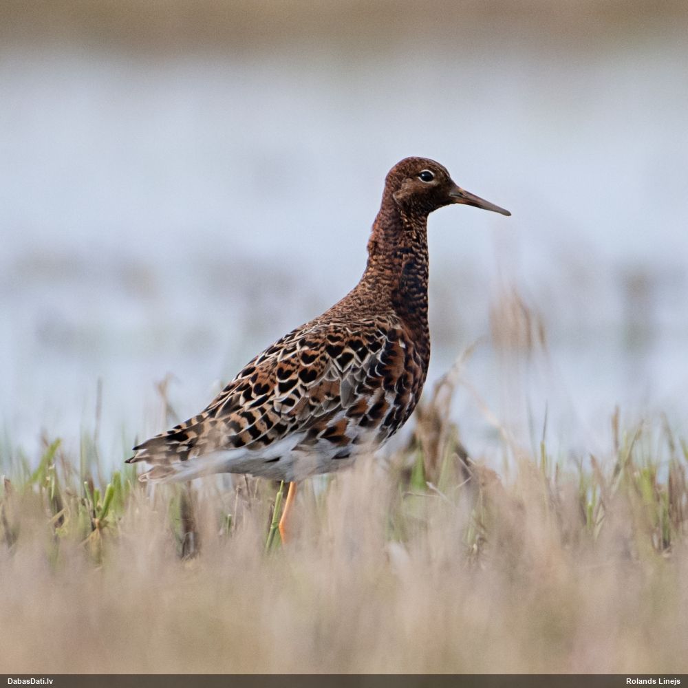 Gugatnis