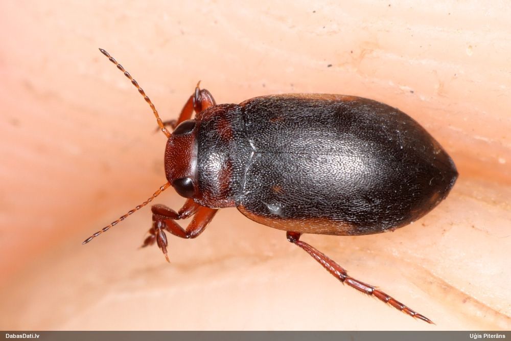 Airvabole Suphrodytes dorsalis