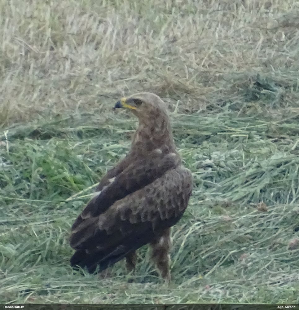 Mazais ērglis