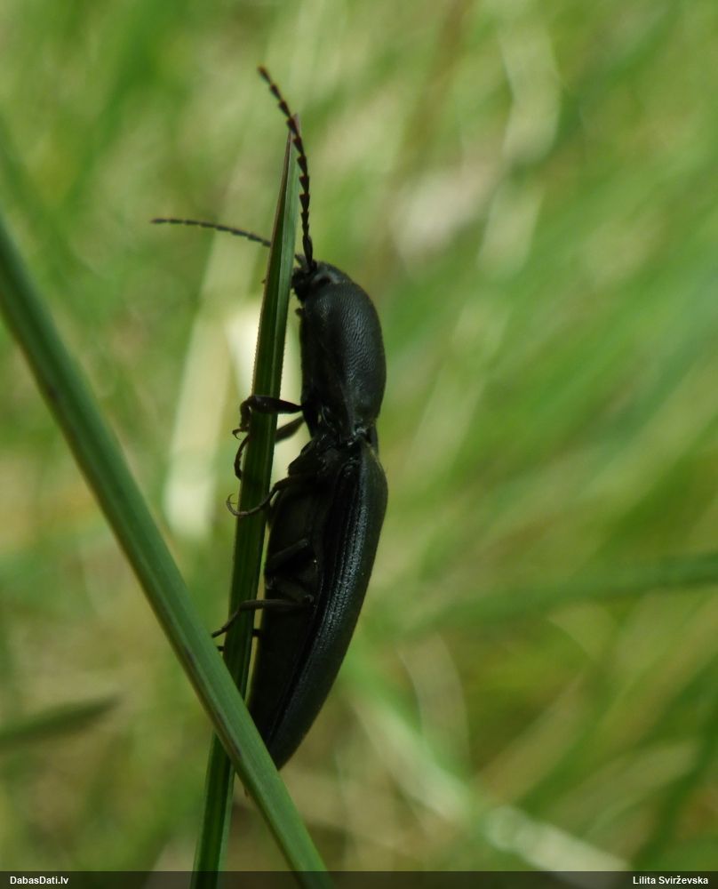 Sprakšķis Ectinus aterrimus